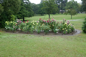 昭和記念公園