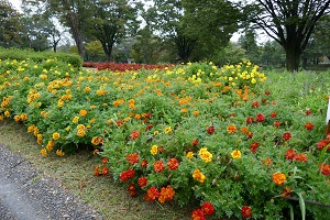 昭和記念公園