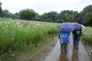 昭和記念公園