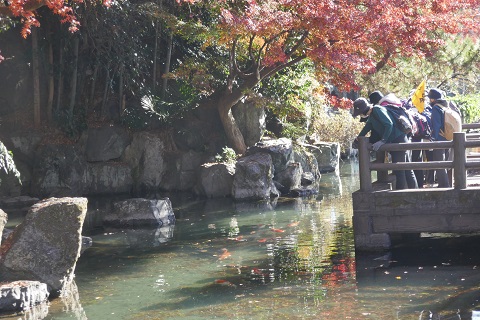 下の川の鯉