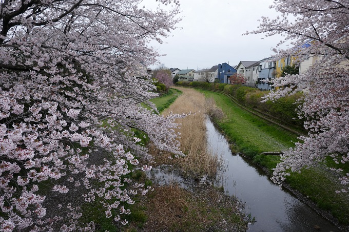 野川